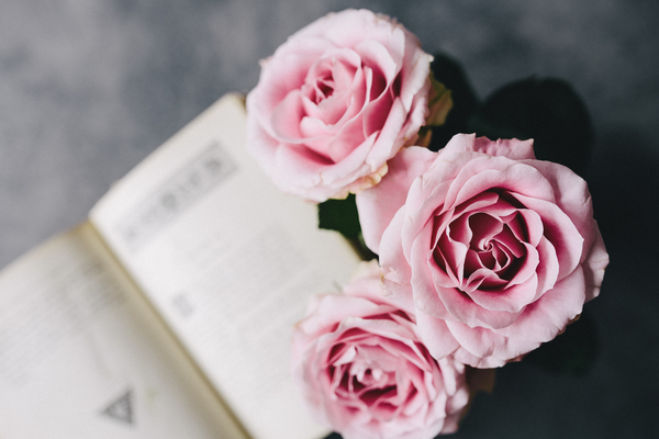 rose,roses,interior,resting,relax,book,essentials,reading,free time,pink roses,books