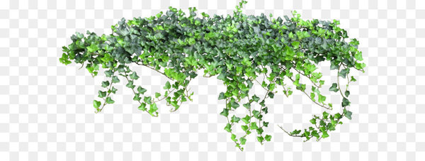 vine,ivy,plant,flower,animation,download,leaf,flowerpot,tree,grass,png
