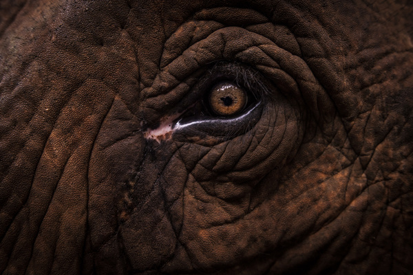animal,animal photography,big eyes,elephant,eye,eyelash,texture,wild,wildlife,wrinkled,wrinkles