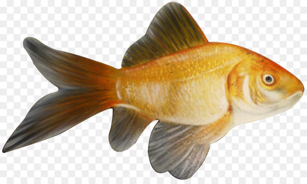 goldfish,feeder fish,fish,animal,fauna,fin,organism,bony fish,tail,animal figure,png