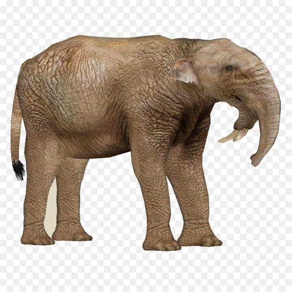 deinotherium,prodeinotherium,pliocene,miocene,phosphatodraco,pleistocene,indian elephant,epoch,geology,neogene,geological period,pelorovis,animal,elephant,deinotheriidae,elephants and mammoths,vertebrate,terrestrial animal,mammal,african elephant,animal figure,wildlife,snout,fawn,png