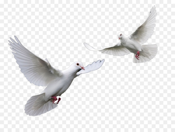 bird,columbidae,domestic pigeon,computer icons,feather,flying and gliding animals,seabird,water bird,gull,beak,fauna,wing,ducks geese and swans,png