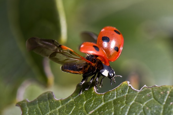 macro,leaf,ladybug,ladybird,insect,beetle