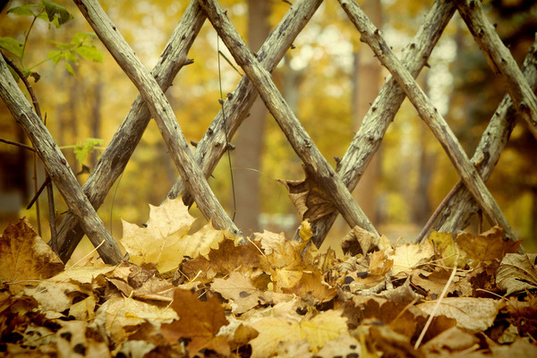 season,farm,golden,colorful,maple,fence,foliage,field,gate,wood,countryside,landscape,tree,sky,rural,trunk,orange,leaves,autumn,nature,yellow,beauty,view,red,fall,road,wooden,sunlight
