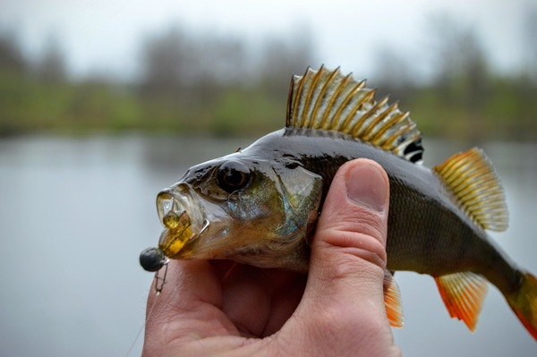 fish,fishing,hand,water,river,perch,nature,lake,catch,hook,angler,shore,summer,freshwater,landscape,bait,person,sport,lure,holiday,fisherman,angling,hobby,human,spinning,animal,activity,fisher,striped,line,holding,leisure,fresh,arm,outdoors,wildlife