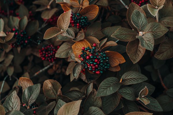 4k wallpaper,autumn,autumn colors,beautiful,berries,close-up,color,decoration,fall,fruit,garden,HD wallpaper,leaves,outdoors,plants,Free Stock Photo