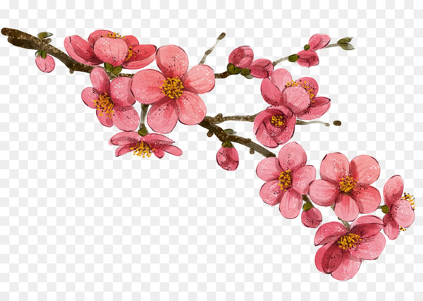 china,flower,drawing,wall,botanical illustration,flower bouquet,art,floristry,pink,plant,blossom,petal,spring,branch,cut flowers,twig,cherry blossom,flowering plant,png