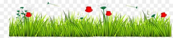 grass gis,herbaceous plant,grass,download,wheatgrass,animation,euclidean space,silhouette,plant,commodity,grass family,computer wallpaper,green,png