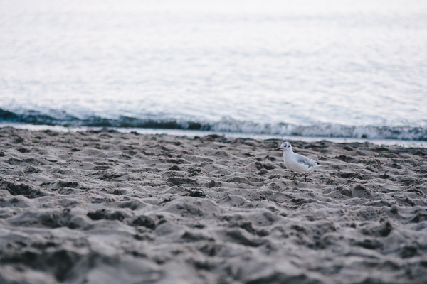 beach,sand,shore,animal,seagull,bird,seaside