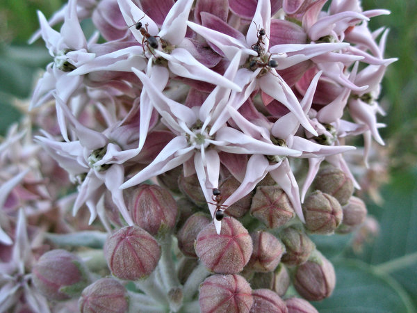 milkweed flower,milkweed,weed,flower,blossom,white,pink,summer,ants