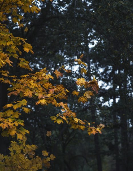  fall,tree,leaves,nature, autumn