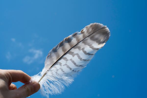feather,bird,blue,frozen bubble,ice,winter,calm,cloud,blue,feather,sky,hand,cloud,close up,nature,hawk