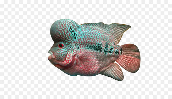 flowerhorn cichlid,fish,deep sea,deep sea fish,download,organism,encapsulated postscript,resource,png