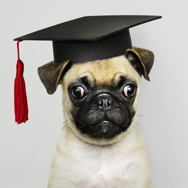 school,education,dog,animal,student,graduation,cute,study,board,pet,congratulations,university,learning,cap,training,college,friend,graduate,young,best