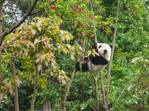 panda,animal,red panda,war,girl,man,aww,animal,cute,panda,tree,forest,wood,china,wildlife,giant panda,mammal,animal,green,eating,climb
