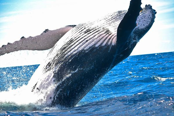 blue,sea,underwater,artwork,blue,white,ocean,underwater,sea,whale,water,splash,fin,spray,humpback whale,ocean,blue,jump,breaching,mammal,fiji
