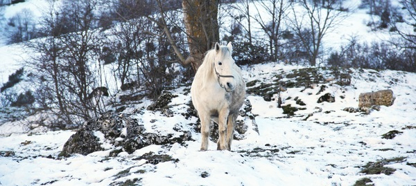 winter,tree,snow,season,outdoors,nature,horse,cold,animal