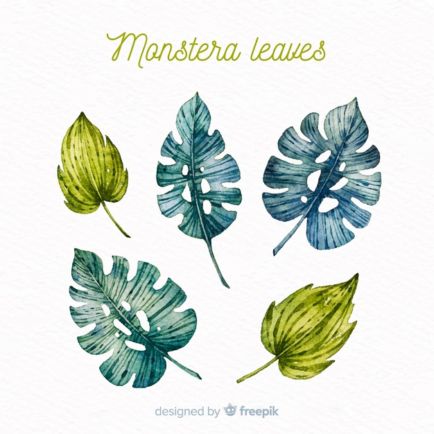 monstera leaves,exotic flower,monstera leaf,blooming,vegetation,monstera,exotic,bloom,palm leaves,tropical flower,beautiful,blossom,palm,natural,plant,tropical,leaves,spring,nature,green,leaf,floral,watercolor,flower