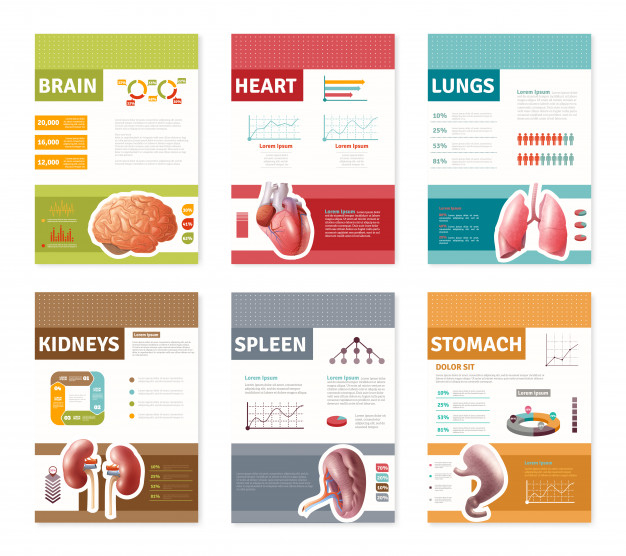 spleen,anatomical,internal,essential,physiology,inside,description,small,organs,part,scheme,set,lungs,kidney,collection,surgery,stomach,banner template,business banner,anatomy,structure,biology,element,bookmark,care,quality,human body,decorative,healthy,sale banner,body,medicine,flat,human,layout,brain,banners,sticker,medical,line,template,heart,sale,business,banner