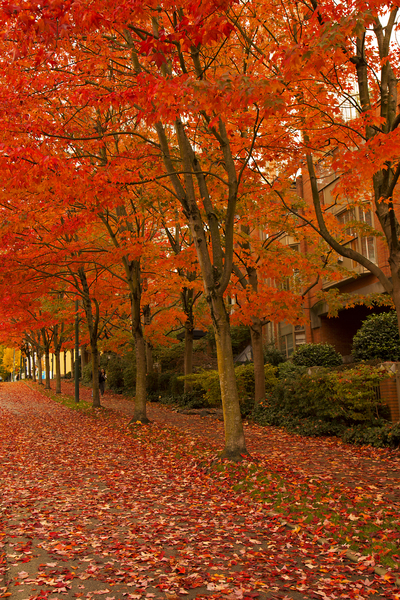 trees,path,leaves,fall,dry leaves,autumn