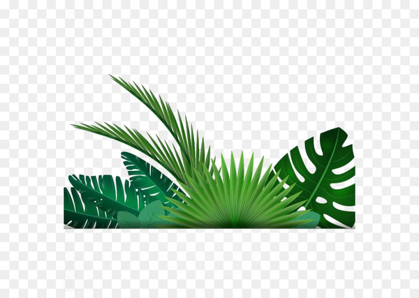 leaf,tropics,palm branch,tropical rainforest,rainforest,encapsulated postscript,plant,arecales,tree,graphic design,palm tree,computer wallpaper,green,grass,png