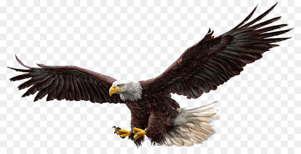 bald eagle,eagle,drawing,royaltyfree,golden eagle,stock photography,hawk,color,shutterstock,fotolia,encapsulated postscript,wildlife,vulture,wing,bird of prey,accipitriformes,beak,fauna,feather,bird,png