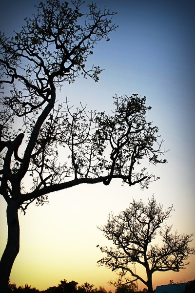trees,tree branches,tranquil,sky,silhouette,season,nature,idyllic,fall,dusk,dawn,clear sky,backlit,afterglow