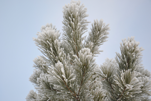cc0,c1,pine,winter,snow,winter forest,tree,nature,cold,living nature,coniferous tree,christmas tree,needles,snowflakes,ice crystals,frozen,frost,christmas,free photos,royalty free