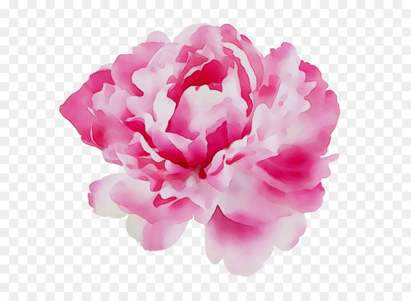 peony,perfume,calvin klein,aroma,cut flowers,cabbage rose,plants,herbaceous plant,facebook,rose,pnk,flowering plant,flower,pink,petal,plant,common peony,chinese peony,magenta,pink family,png