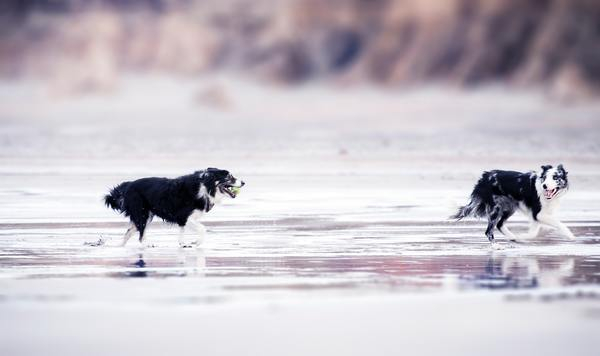 black &amp; white,dog,beach,running,playing,animals,pets,canine,collie,ball,sea,seaside