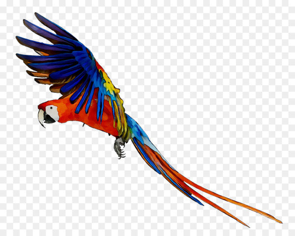 budgerigar,parrot,dog,bird,cat,macaw,beak,lovebird,pet,exotic pet,parakeet,feather,companion parrot,exotic animal veterinarian,wing,budgie,tail,lorikeet,png