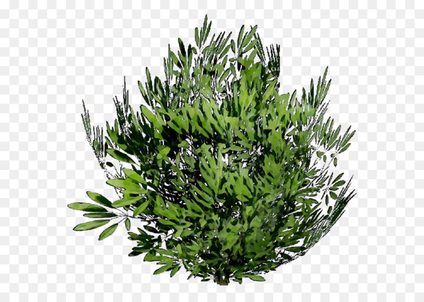 tree,shrub,herb,plant,flower,grass,rosemary,leaf,red juniper,flowering plant,subshrub,cypress family,fines herbes,png