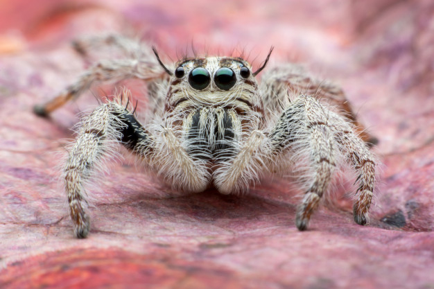 hyllus,arachnid,tiny,predator,fauna,botanic,small,single,looking,alone,look,leg,wild,jumping,bright,hill,beautiful,asian,spider,outdoor,brown,park,jungle,plant,tropical,eye,orange,spring,face,cute,forest,beauty,animal,nature,leaf,pattern