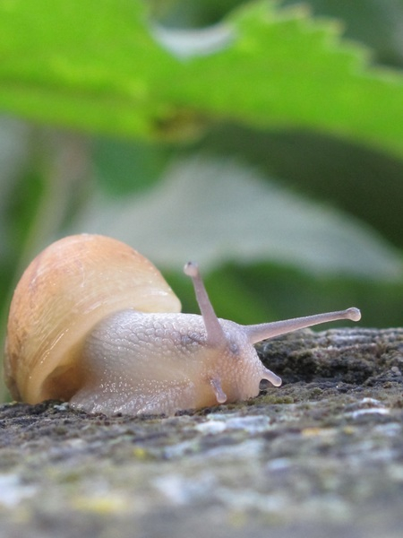 snail,slug,shell,nature,mollusk,mollusc,eyes,closeup