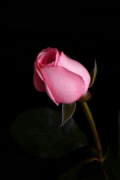 pictures of flowers,pictures of roses,photos of roses,rose pictures,rose images,pink rose images,pink roses,pink flowers,pics of roses,pinky rose,rose images,light pink roses,images of roses,rose pics,picture of a rose,rose photos