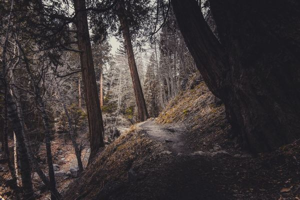 woods,twigs,trees,tall,pine trees,nature,forest,fir trees,environment,dirty,conifers
