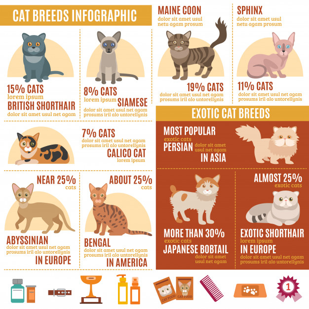 burmese,calico,angora,siamese,sphynx,bombay,bengal,breed,savannah,domestic,grooming,persian,british,set,kitten,collection,veterinary,pet shop,portrait,infographic banner,clinic,cute animals,lines background,presentation template,brown background,friend,cute background,information technology,brown,show,zoo,cats,symbol,decorative,head,information,infographic template,communication,pet,flat,sign,technology background,internet,shop,presentation,face,cute,layout,cat,animal,infographics,line,template,technology,abstract,business,banner,background