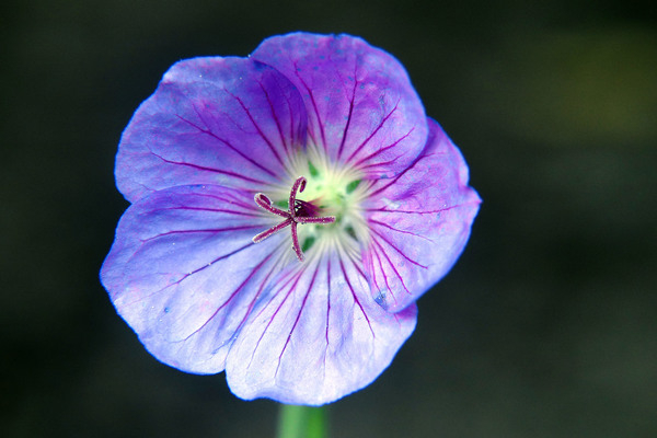 flower images,flower pictures,images of flowers,pictures of a flower,images flowers,flowers photos,photos of flowers,perennial plants,purple flowering perennials,purple perennials,purple flowers,purple flowering plants,purple flower,purple flower images,purple flowers pictures,pictures of purple flowers