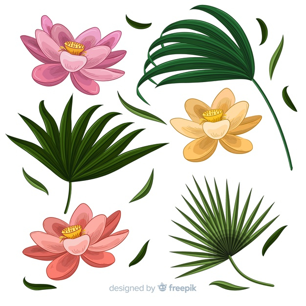 exotic flowers,blooming,vegetation,exotic,bloom,palm leaves,realistic,set,collection,tropical flower,pack,drawn,tropical flowers,beautiful,blossom,palm,plants,natural,plant,tropical,leaves,hand drawn,nature,leaf,hand,flowers,floral,flower