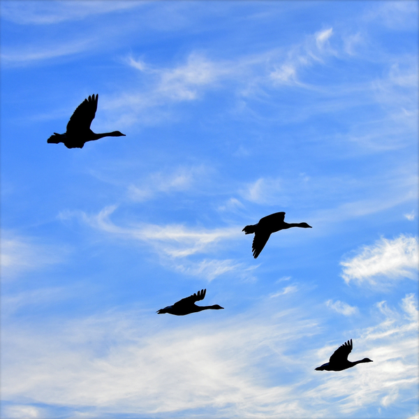 cc0,c1,geese,air,birds,silhouette,flight,heaven,free photos,royalty free