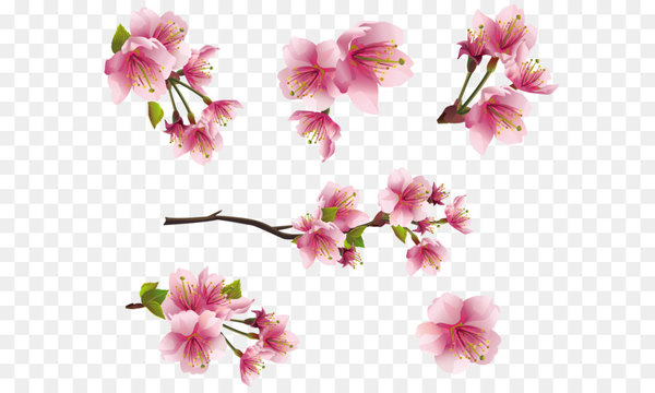 spring branch,flower,blossom,desktop wallpaper,spring,magnolia,computer icons,petal,pink,plant,shrub,branch,flower arranging,floral design,cherry blossom,flowering plant,png