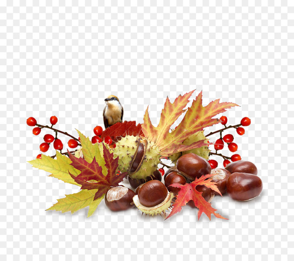autumn,centerblog,chestnut,canvas,painting,season,blog,photography,collage,european horsechestnut,leaf,plant,flower,tree,food,nut,artificial flower,png