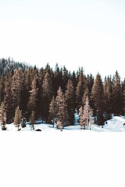 _tree,forest,wood,_winter,snow,winter,beach,drone,sea,snow,white,sunlight,landscape,forest,tree,winter,nature,brown,cold,joshua fuller,italy,png images