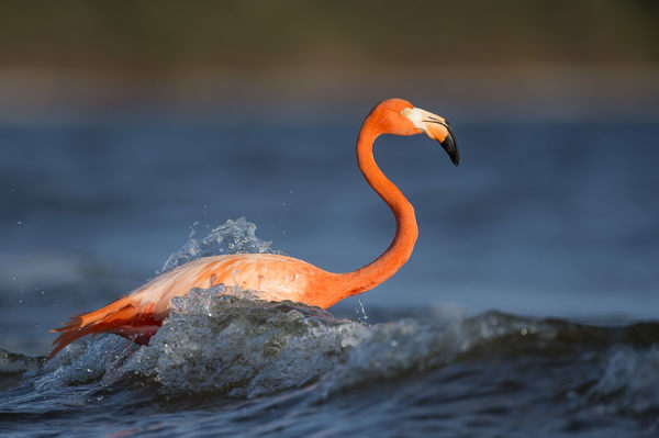 animals,birds,flamingo,beak,beautiful,gorgeous,feathers,stand,leg,water,waves,splash,ripples,vermillion