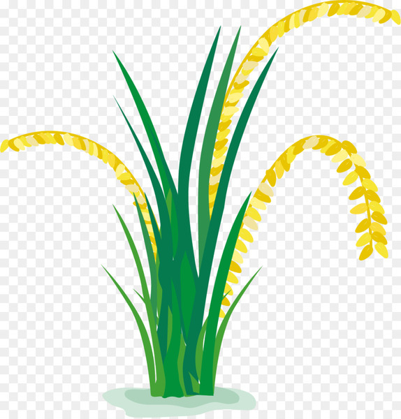 rice,paddy field,cartoon,oryza sativa,grasses,cereal,wheat,animation,cartoon network,graphic design,plant,flower,leaf,text,flowerpot,tree,grass family,yellow,flora,green,plant stem,line,grass,floral design,flowering plant,png