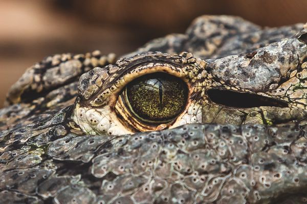 reptile,green,david clode,skin,animal,eye,deer,outdoor,wildlife,crocodile,eye,face,reptile,scale,close up,nature,wildlife,outdoors,texture,wallpaper,background,free images