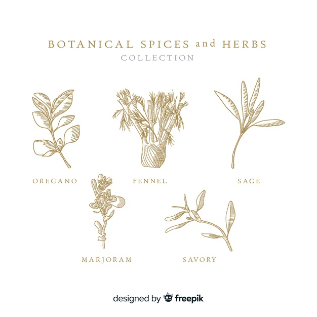 marjoram,savory,fennel,oregano,blooming,sage,vegetation,botanic,bloom,realistic,petals,collection,spice,drawn,herbs,beautiful,herb,blossom,botanical,spices,natural,plant,leaves,spring,hand drawn,nature,hand,flowers,floral,flower