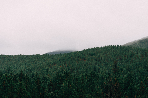forest,trees,woods,landscape,nature,sky,grey,fog