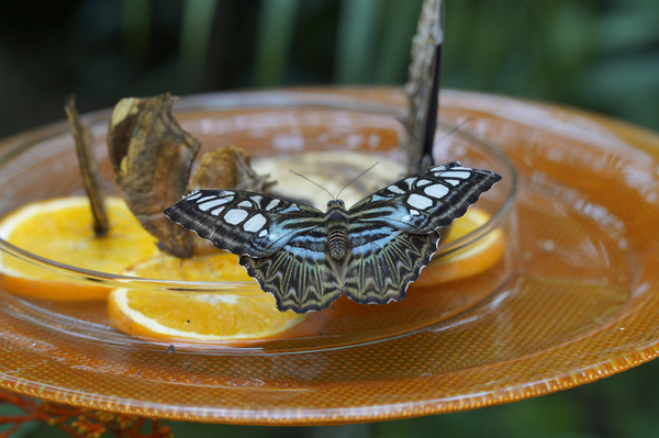 cc0,c1,butterfly,wing,tropical,food,fruit,orange slices,free photos,royalty free