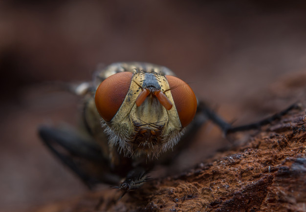 parasite,hairy,compound,housefly,buzz,creepy,small,wet,detail,ugly,pest,big,wildlife,bug,legs,portrait,insect,biology,paw,outdoor,fly,wing,natural,white,graphic,eye,black,grass,science,beauty,red,animal,nature,green,leaf,summer,house